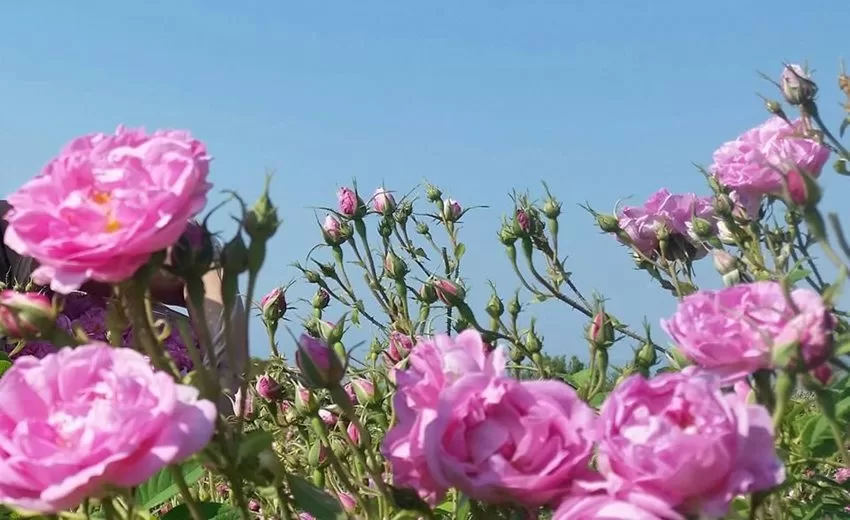 Isparta GÜL kokuyor