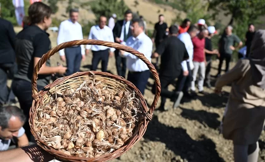 Safran, Isparta’da Yaygınlaşıyor