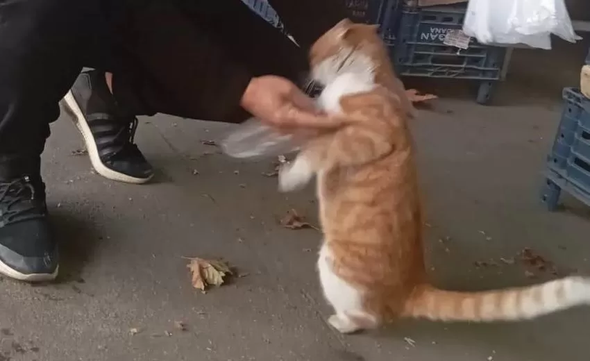 Isparta’da Kedilerin Bacakları ve Kuyrukları Kesildi